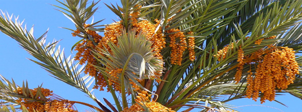 city of dates